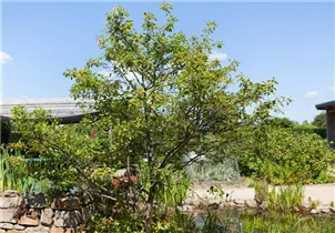 Amelanchier lamarckii - Kupfer-Felsenbirne Amelanchier lamarckii - Kupfer-Felsenbirne