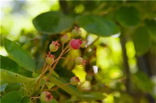 Amelanchier lamarckii - Kupfer-Felsenbirne Amelanchier lamarckii - Kupfer-Felsenbirne