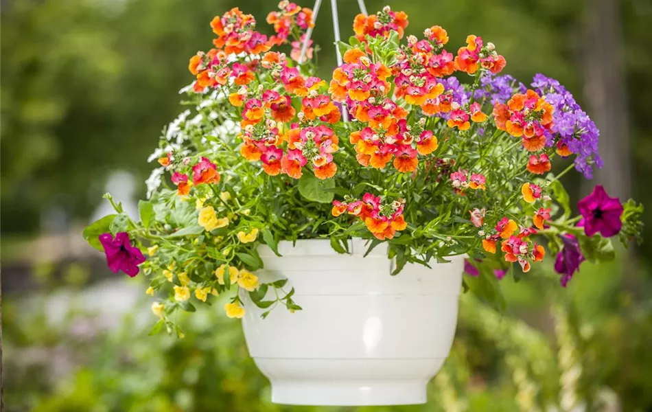 Ampelpflanzen Ampelpflanzen