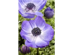 Anemone coronaria - Garten-Anemone Anemone coronaria - Garten-Anemone