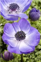 Anemone coronaria - Garten-Anemone Anemone coronaria - Garten-Anemone