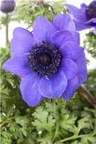 Anemone coronaria - Garten-Anemone Anemone coronaria - Garten-Anemone