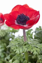 Anemone coronaria - Garten-Anemone Anemone coronaria - Garten-Anemone