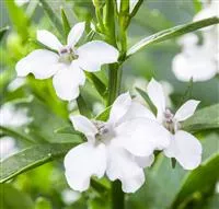- Männertreu: mehr als nur eine schöne Lückenfüllerin  - Männertreu: mehr als nur eine schöne Lückenfüllerin