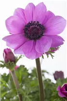 Anemone coronaria - Garten-Anemone Anemone coronaria - Garten-Anemone