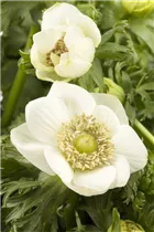 Anemone coronaria - Garten-Anemone Anemone coronaria - Garten-Anemone