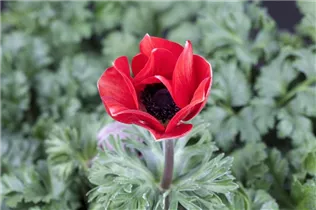 Anemone coronaria - Garten-Anemone Anemone coronaria - Garten-Anemone