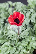 Anemone coronaria - Garten-Anemone Anemone coronaria - Garten-Anemone