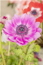 Anemone coronaria - Garten-Anemone Anemone coronaria - Garten-Anemone