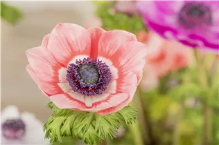 Anemone coronaria - Garten-Anemone Anemone coronaria - Garten-Anemone