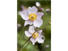 Anemone hupehensis - Herbst-Anemone Anemone hupehensis - Herbst-Anemone