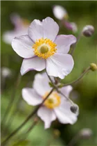 Anemone hupehensis - Herbst-Anemone Anemone hupehensis - Herbst-Anemone