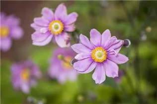 Anemone japonica - Garten-Herbst-Anemone