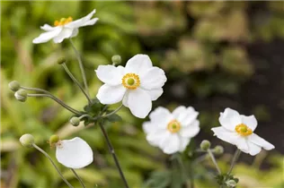 Anemone japonica - Garten-Herbst-Anemone