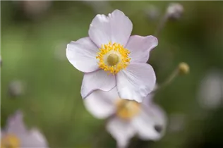 Anemone japonica - Garten-Herbst-Anemone