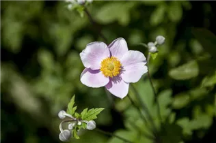 Anemone japonica - Garten-Herbst-Anemone