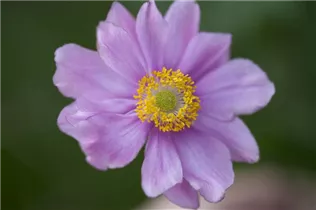 Anemone japonica - Garten-Herbst-Anemone