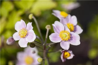 Anemone japonica - Garten-Herbst-Anemone