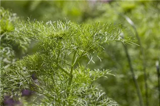 Anethum graveolens - Dill Anethum graveolens - Dill