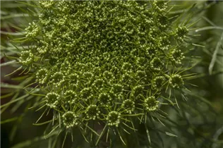 Anethum graveolens - Dill Anethum graveolens - Dill