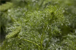 Anethum graveolens - Dill Anethum graveolens - Dill