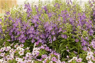 Angelonia hybrid - Angelonia  Angelonia hybrid - Angelonia