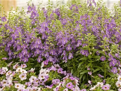 Angelonia hybrid - Angelonia  Angelonia hybrid - Angelonia