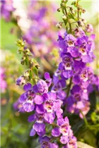 Angelonia hybrid - Angelonia  Angelonia hybrid - Angelonia
