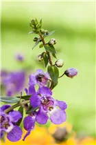 Angelonia hybrid - Angelonia  Angelonia hybrid - Angelonia