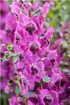 Angelonia hybrid - Angelonia  Angelonia hybrid - Angelonia