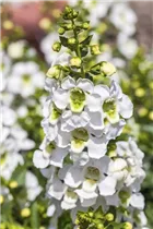Angelonia hybrid - Angelonia  Angelonia hybrid - Angelonia