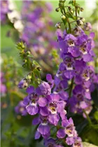 Angelonia hybrid - Angelonia  Angelonia hybrid - Angelonia