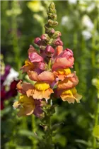 Antirrhinum majus - Garten-Löwenmaul
