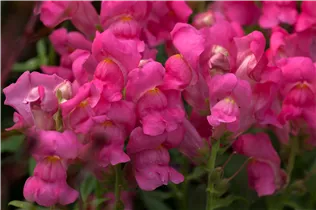 Antirrhinum majus - Garten-Löwenmaul