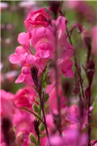 Antirrhinum majus - Garten-Löwenmaul