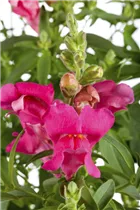 Antirrhinum majus - Garten-Löwenmaul