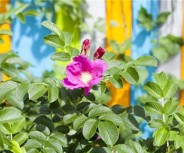 - Warum nicht jede Rose eine Duftrose ist  - Warum nicht jede Rose eine Duftrose ist