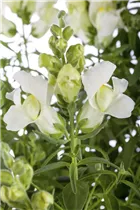 Antirrhinum majus, weiß - Großes Löwenmaul