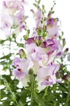 Antirrhinum majus - Garten-Löwenmaul