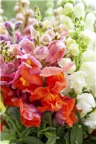 Antirrhinum majus - Garten-Löwenmaul