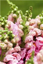 Antirrhinum majus - Garten-Löwenmaul