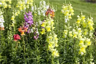 Antirrhinum majus - Garten-Löwenmaul