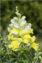 Antirrhinum majus, gelb - Großes Löwenmaul Antirrhinum majus, gelb - Großes Löwenmaul