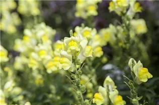 Antirrhinum majus, gelb - Großes Löwenmaul Antirrhinum majus, gelb - Großes Löwenmaul