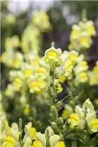 Antirrhinum majus, gelb - Großes Löwenmaul Antirrhinum majus, gelb - Großes Löwenmaul