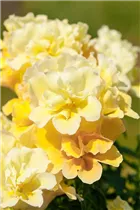 Antirrhinum majus, gelb - Großes Löwenmaul Antirrhinum majus, gelb - Großes Löwenmaul