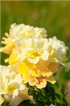 Antirrhinum majus, gelb - Großes Löwenmaul Antirrhinum majus, gelb - Großes Löwenmaul