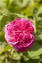Portland-Rose - Rosa x damascena Portland-Rose - Rosa x damascena