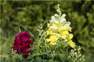 Antirrhinum majus, gelb - Großes Löwenmaul Antirrhinum majus, gelb - Großes Löwenmaul