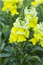 Antirrhinum majus, gelb - Großes Löwenmaul Antirrhinum majus, gelb - Großes Löwenmaul